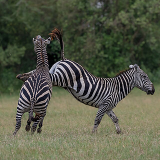 Soysambu - Fighting zebras